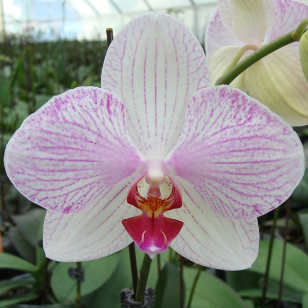 Phalaenopsis Diamond Beauty 'ST-2295' (CH1890)