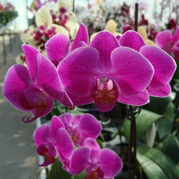 Doritaenopsis (Taisuco Pixie × Taisuco Candy) × Phalaenopsis Modern Stripe - Cassandra (CH1917)
