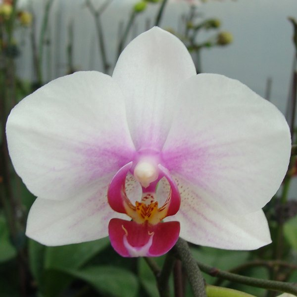 Phalaenopsis Ho's Little Caroline × Doritaenopsis Mount Lip (CH1940)