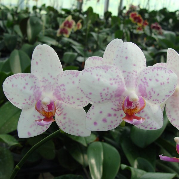 (Phalaenopsis Yellow Peoker - Ching Her Buddha) 'CHT-250' × Timothy Christopher 'Taida' (CH2019)