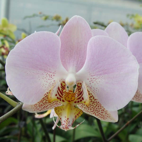 Doritaenopsis Leopard Prince 'Sogo' × stuartiana 'yellow' (CH2073)