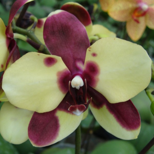 Phalaenopsis Haur Jin Princess '2300' × Stuartiana 'Yellow' (CH3002)