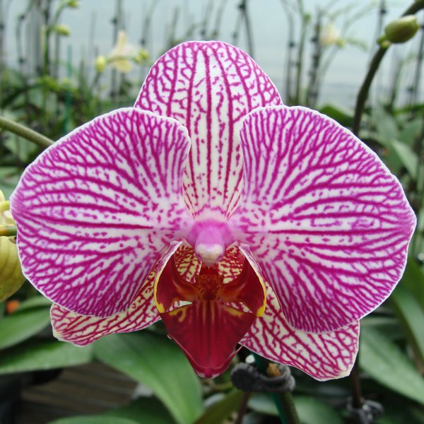 Doritaenopsis I Hsin Idole × Phalaenopsis Tian Nong Stripes (CH3030)