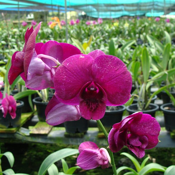Dendrobium Miss Thailand × Udom Sri (D368)