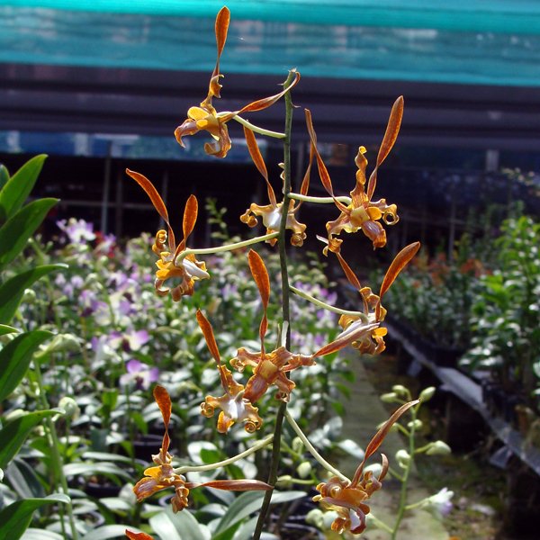 Dendrobium stebloceras liho-liho (D418)
