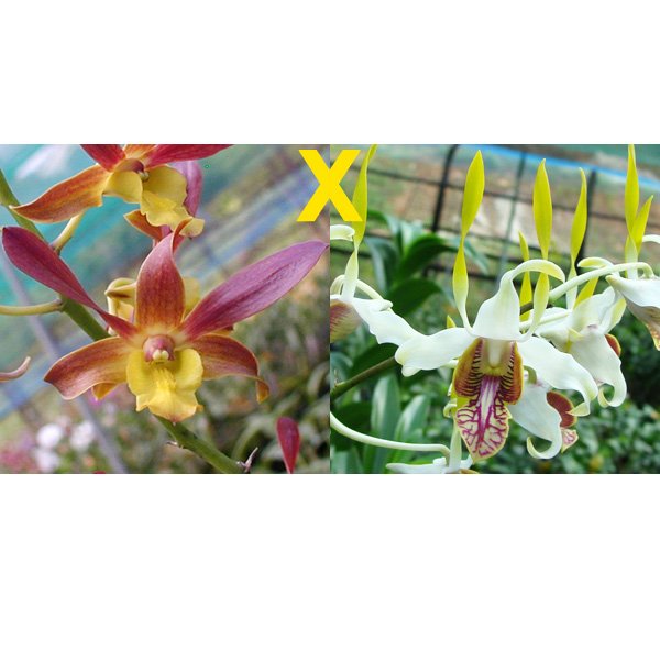 Dendrobium stratiotes (D422)
