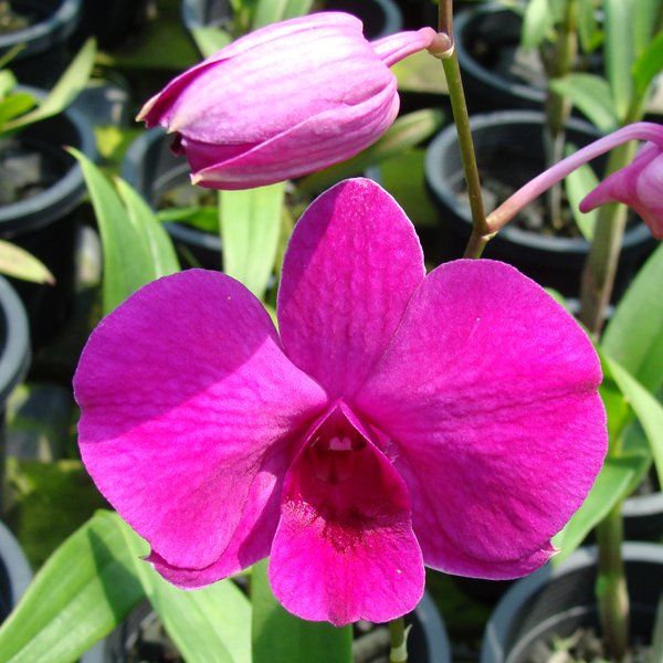 Dendrobium Majlis Perbandaran Taiping (D427)
