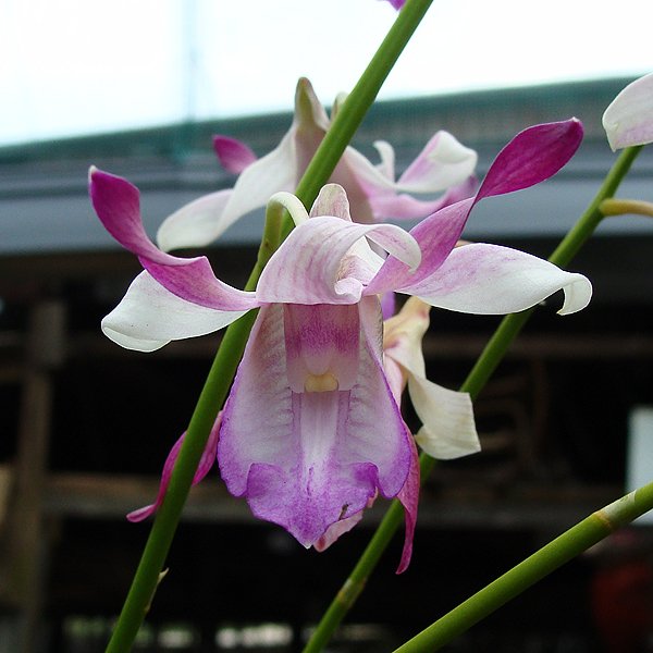 Dendrobium taurinum (D488)