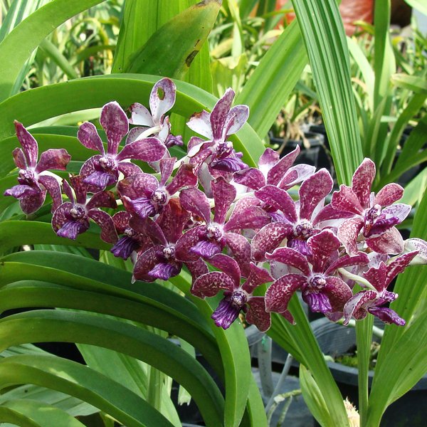 Rhynchostylis Gigantea × Tessellata (GTE)