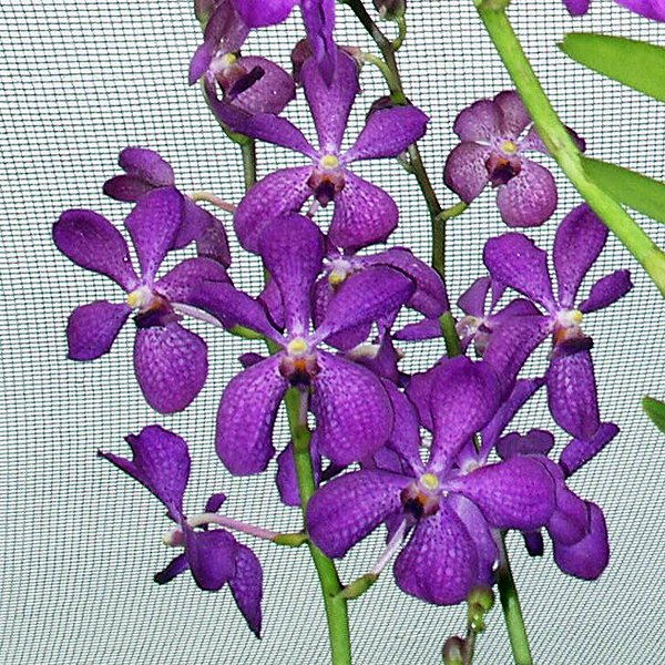Aranda Christine × Ascocenda Prapin Blue (HA01)