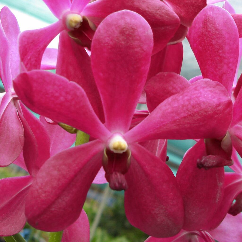 Arachnis hookeriana × Vanda Dawn Nishimura (HA07)