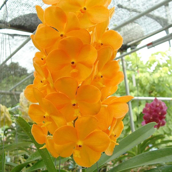 Ascocenda Bangkhuntian Gold (HM02)