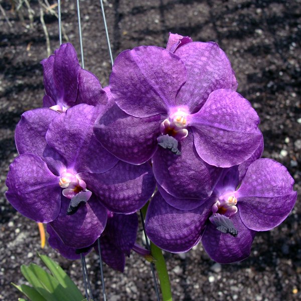 Ascocenda Adisak Blue (HV01)