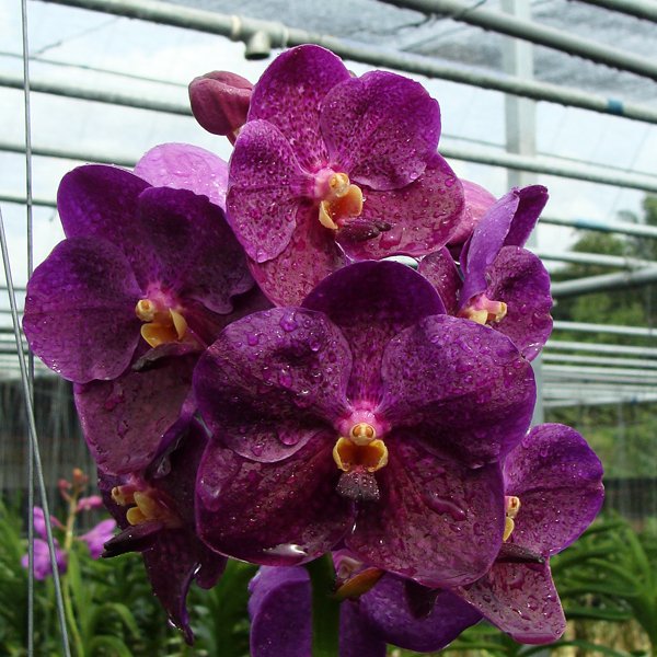 Ascocenda Chainarin (HV02)