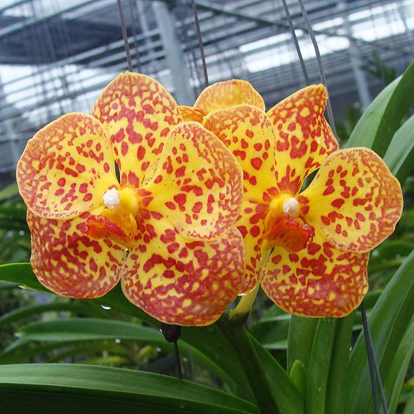 Ascocenda Fuchs Harvest Moon × Chom Kao (HV03)