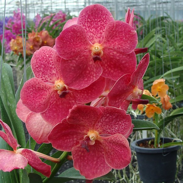 Ascocenda Peggy Foo × Vanda Bitz's Heartthrob (HV04)