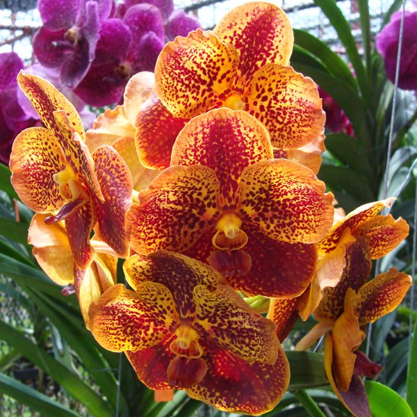 Ascocenda Varuth Leopard (HV07)