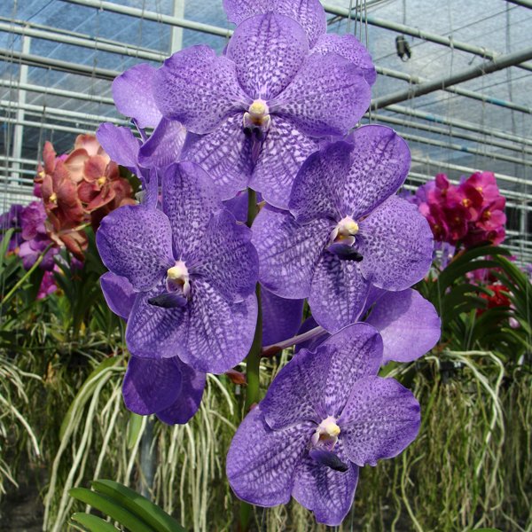 Vanda Banjong Sky Blue (Vanda Kasem's Delight × Vanda Manuvadee (HV09)