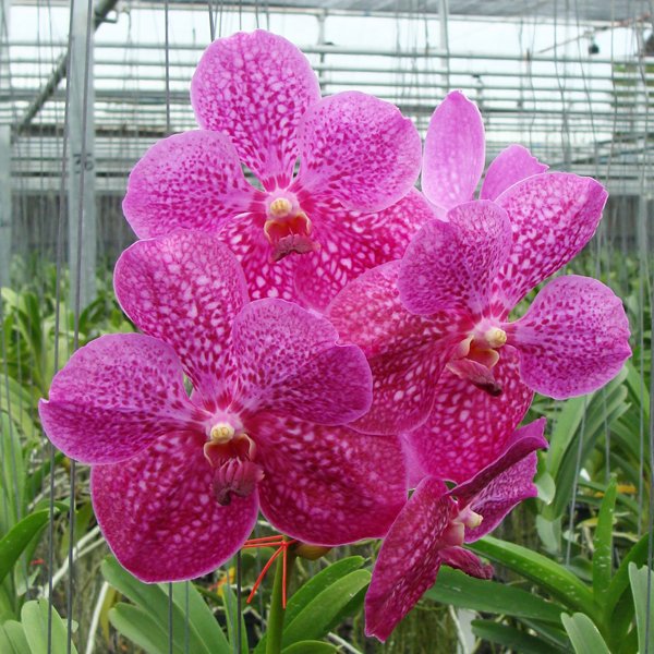 Vanda Bitz's Heartthrob × Wirat Pink (HV11)