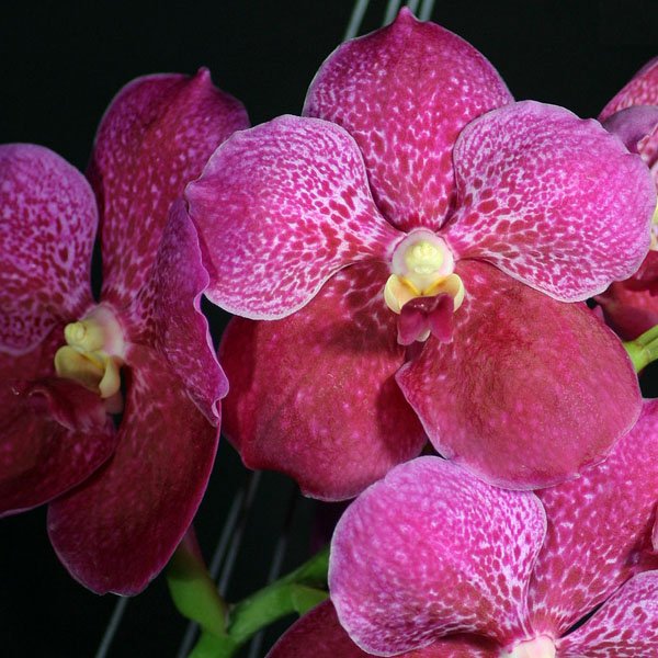 Vanda Doctor Anek FCC (HV12)