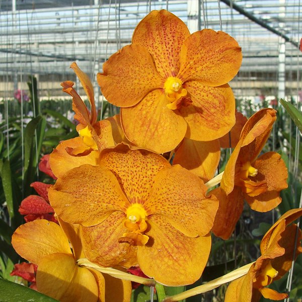 Vanda (Pimporn × Vacostylis Shigenori Yamanaka) × Vanda Bitz's Heartthrob (HV13)