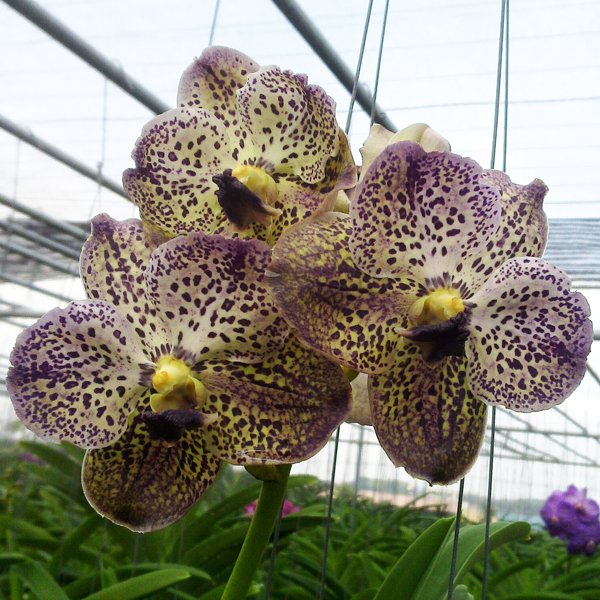 Vanda Kasem's Delight AM × Blitz Heartthrob (HV15)