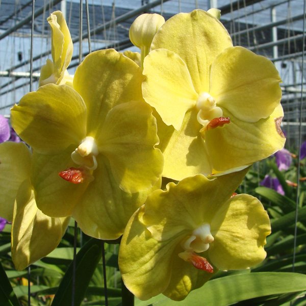 Vanda Lourdes Apostal - Greenish Yellow (HV17)