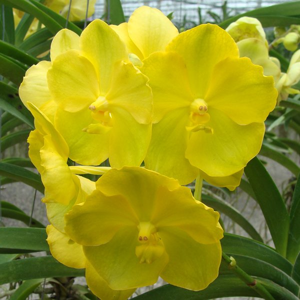 Vanda Lourdes Apostal - Yellow (HV18)