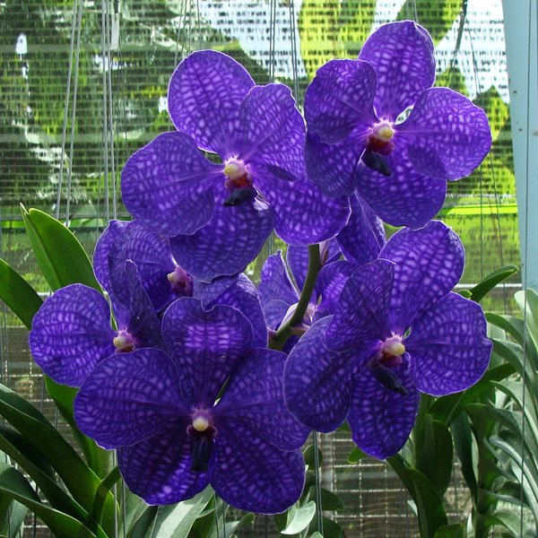 Vanda Pachara Delight (HV19)