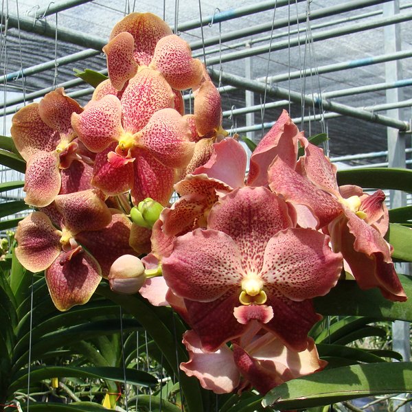 Vanda Pinchai (HV20)