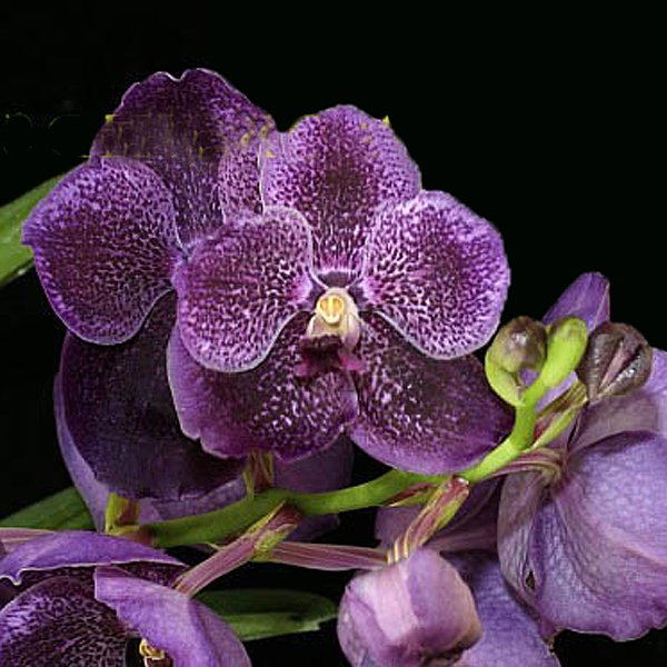 Vanda Pure's Wax 'Purple Spots' (HV21)