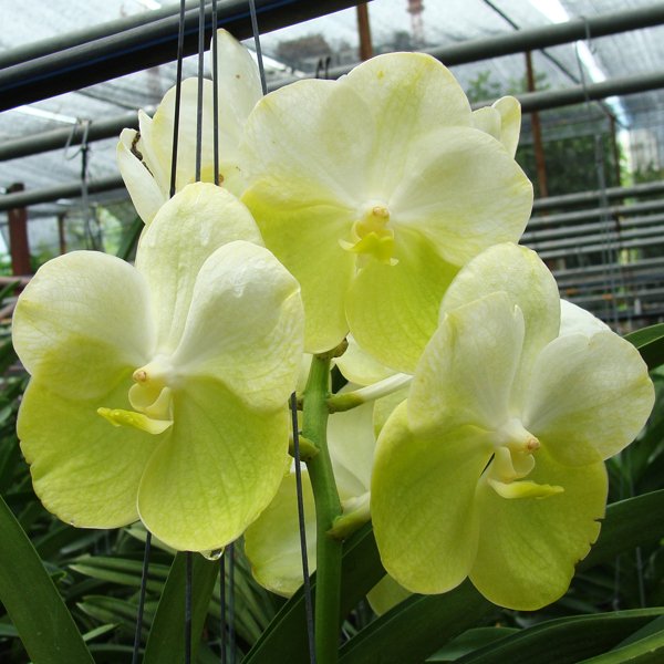 Vanda Rasri Gold × Vanda Darres Golden Heritage (HV22)