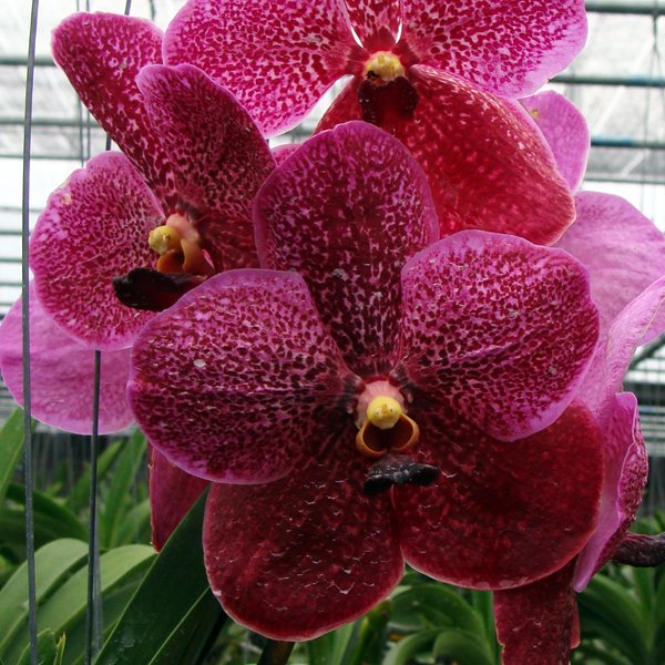 Vanda Robert's Delight 'Garnet Beauty' FCC (HV23)