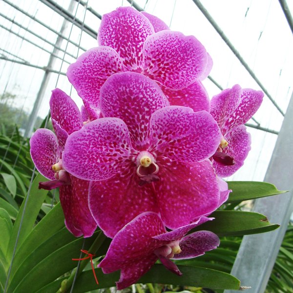 Vanda Robert's Delight 'Somsri' AM (HV24)
