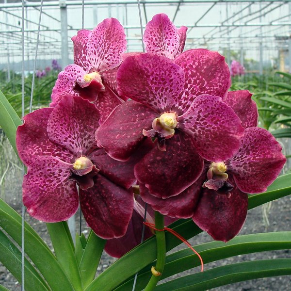 Vanda Somsri Pink × Vanda Bitz's Heartthrob (HV25)
