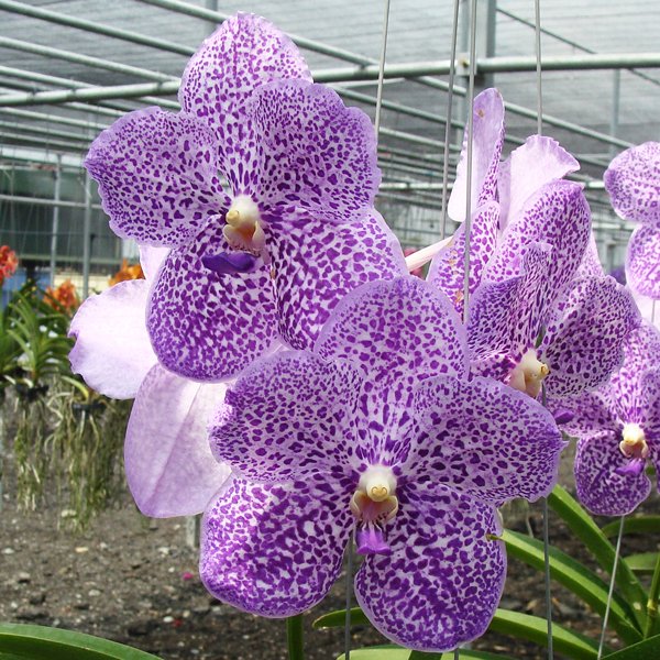 Vanda Wirat × Madame Rattana (HV27)