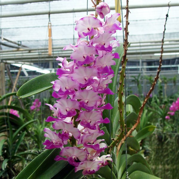 Vascostylis Janice Allison (HV28)