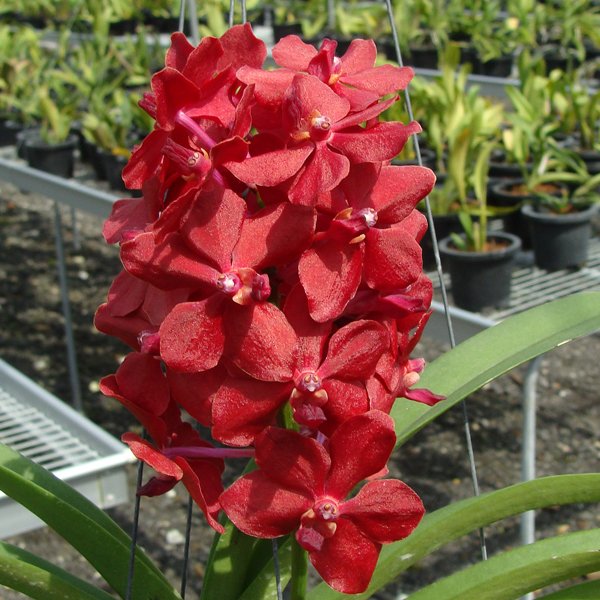 Vascostylis Roll on Red (HV29)