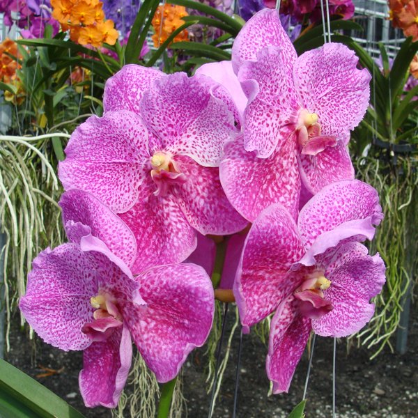 Vanda Doctor Anek FCC × V Blitz Heartrob (HV30)