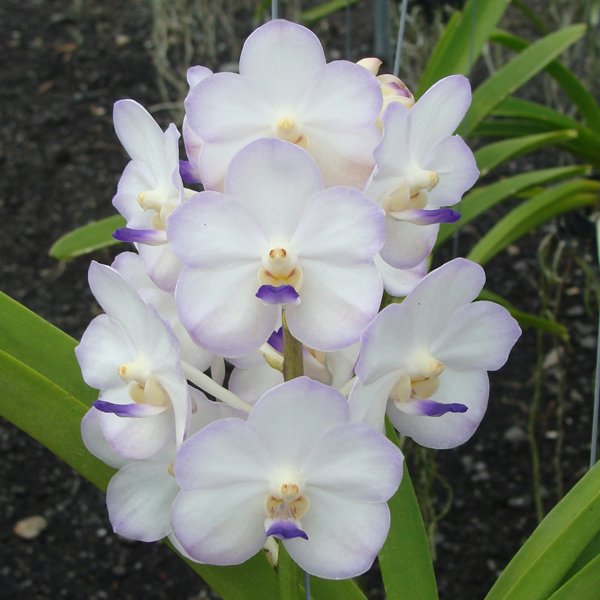 Vascostylis Viboon Velvet 'Perfection' (HV31)