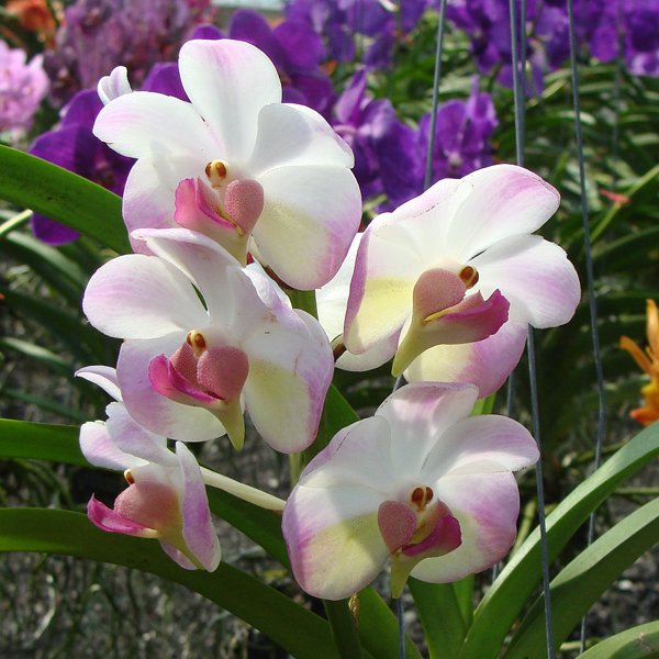Aerides lawrenceae × Ascocenda Tubtim Velvet (HV33)