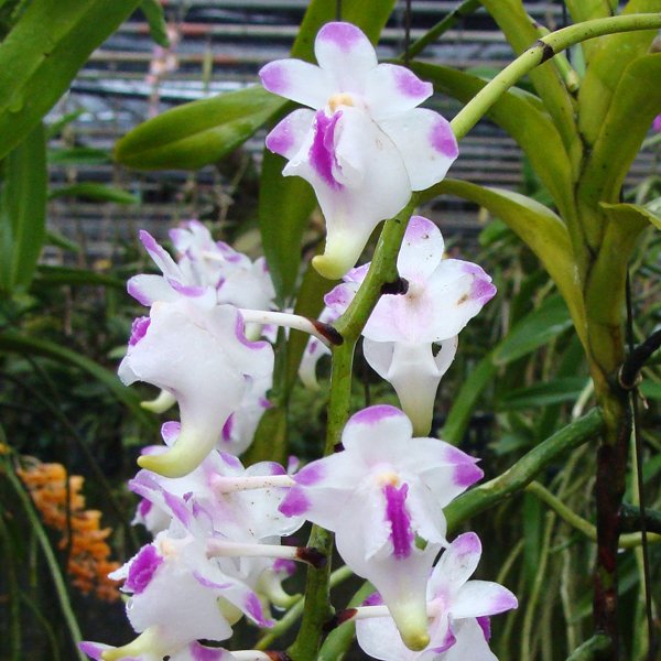 Aerides lawrenceae (HV34)