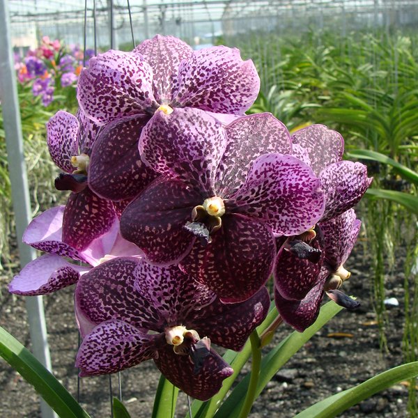 Vanda Dr Anek AM × Vanda (HV35)