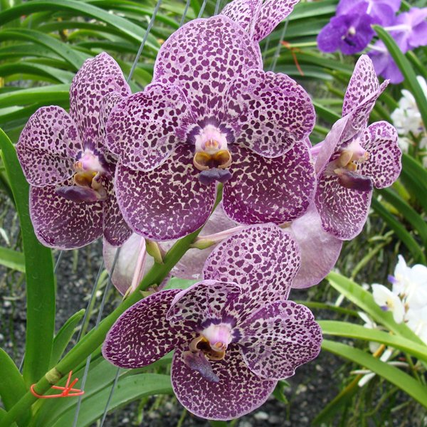 Ascocenda Kulwadee Fragrance (HV36)