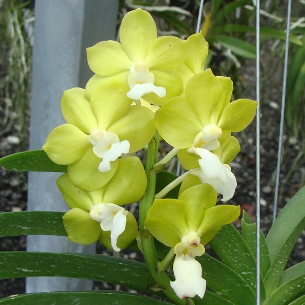 Vanda denisoniana × Vascostylis Five Friendships (HV37)