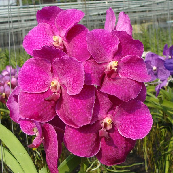Vanda Bangsai Queen Pink (HV41)