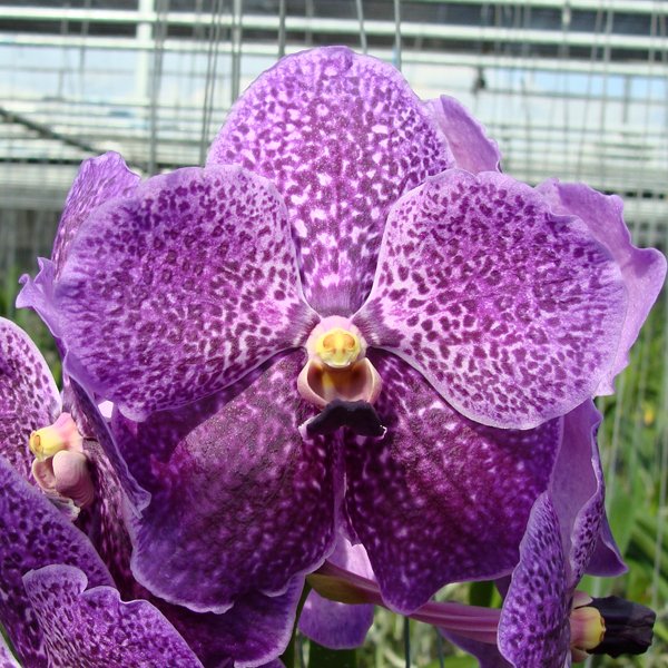 Vanda Robert's Delight 'Blue M42' (HV42)