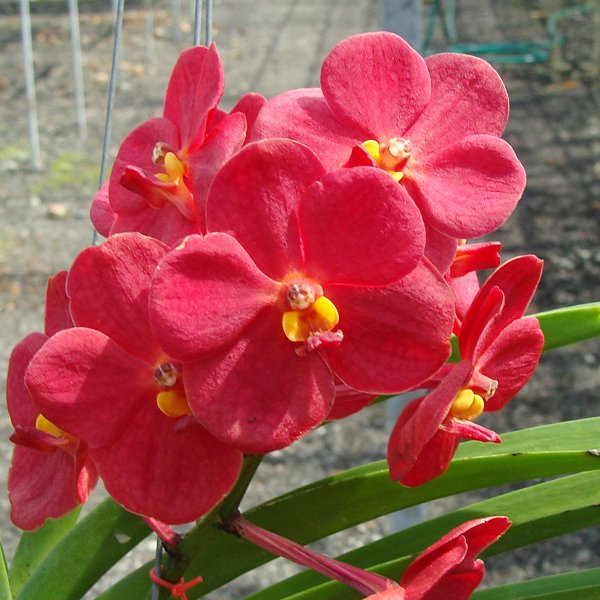 Ascocenda Ratchaburi Golden Red (HV43)