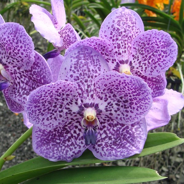 Vanda Gypsy's Rocket (HV47)