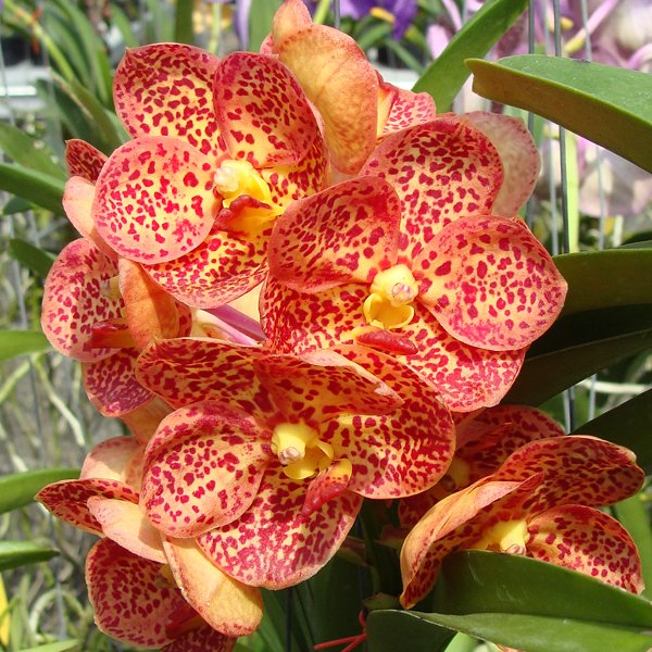 Ascocenda Chomkao × Ascocenda Guo Chia Long (HV48)